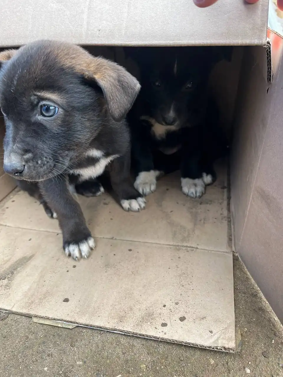 Щенки двортейер ищут хозяина