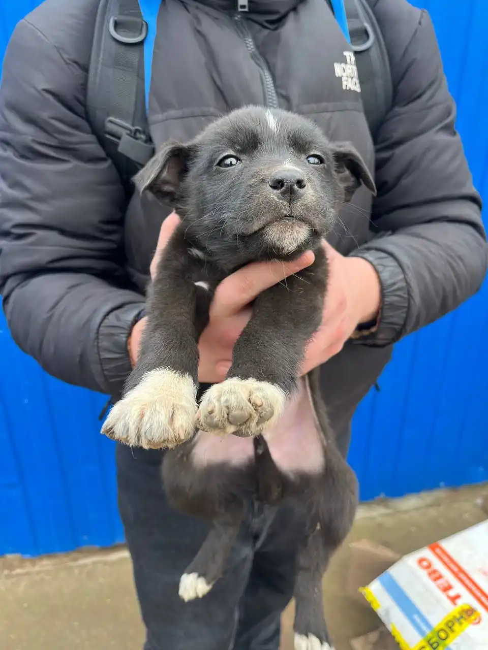 Щенки двортейер ищут хозяина