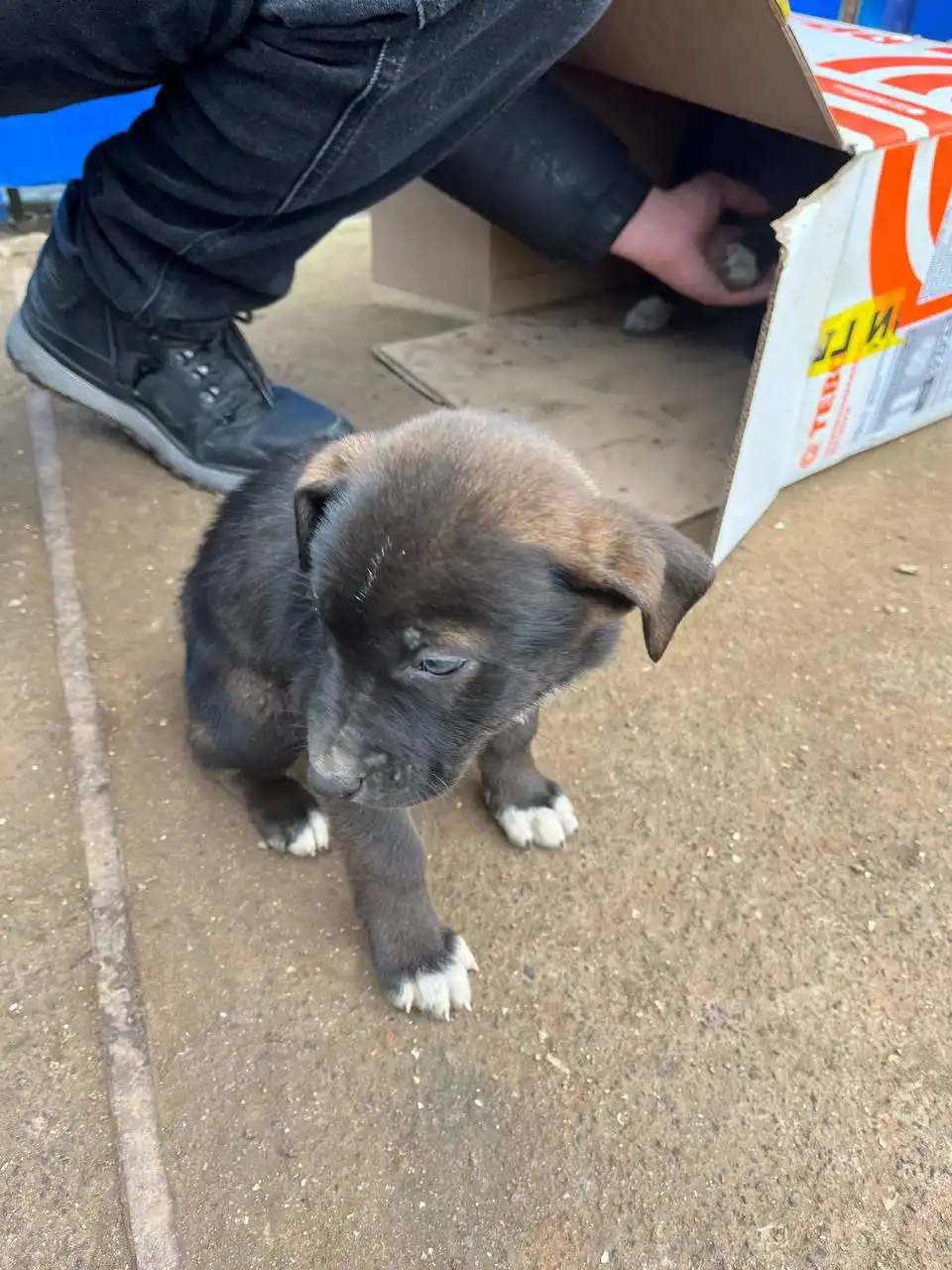 Щенки двортейер ищут хозяина