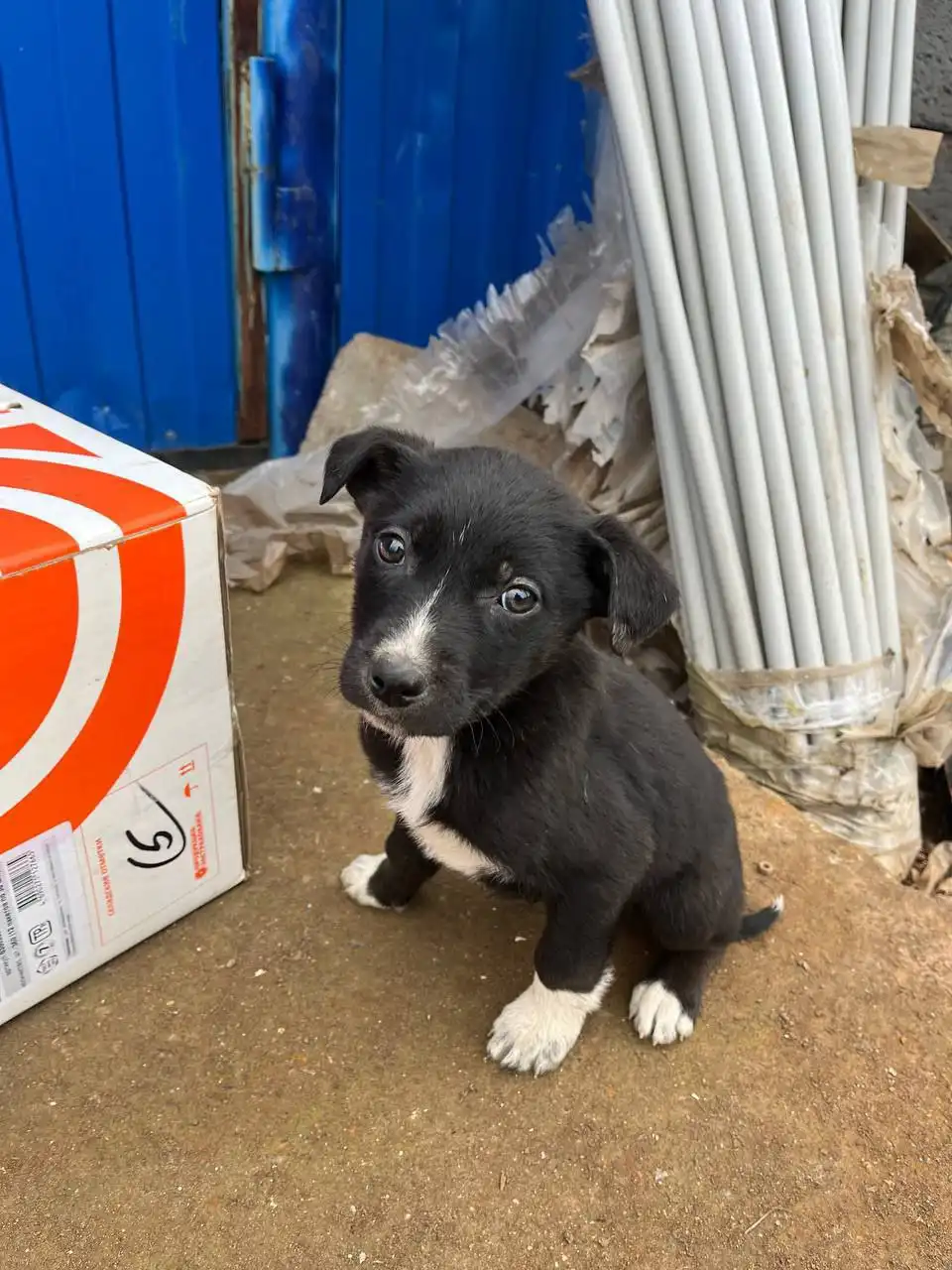 Щенки двортейер ищут хозяина