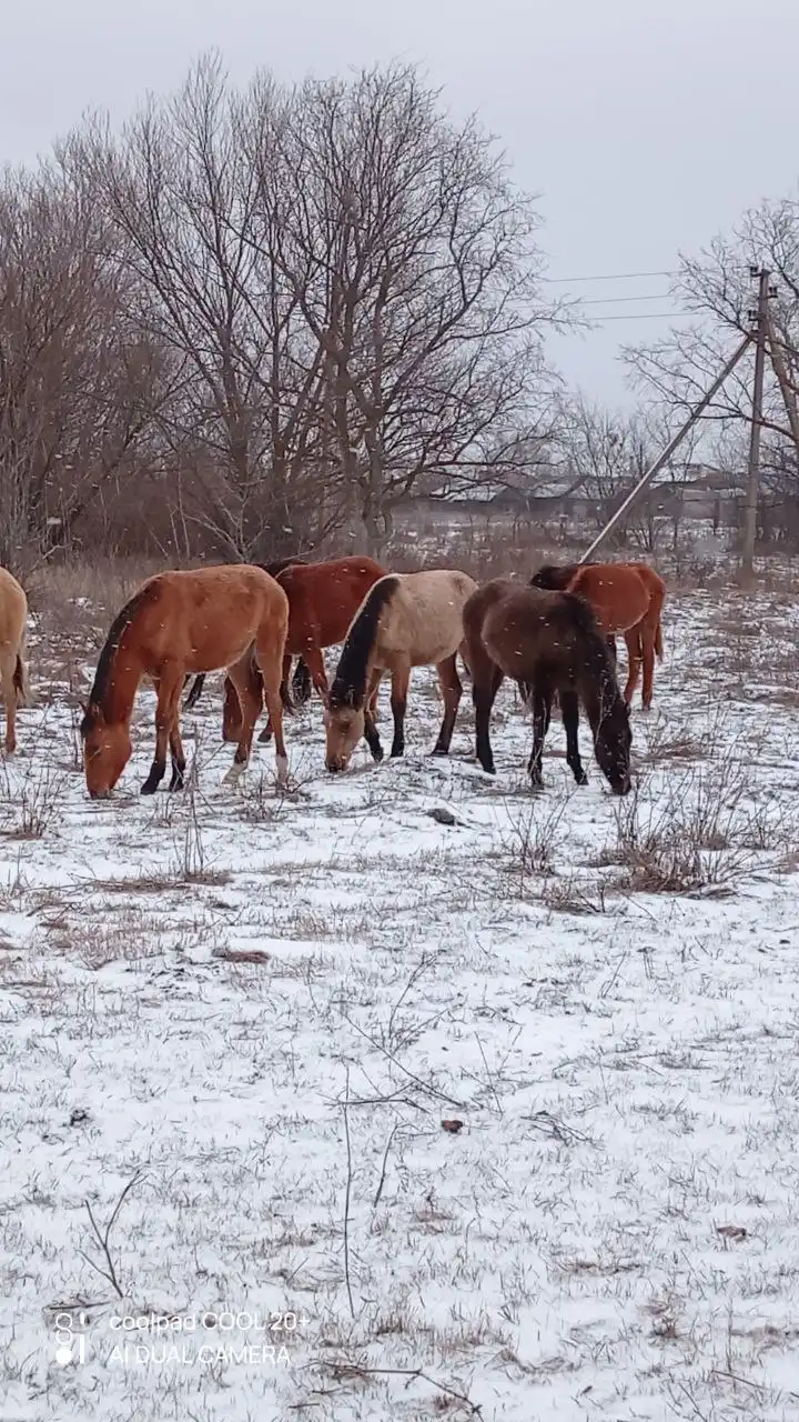 Продажа жеребят разного возраста