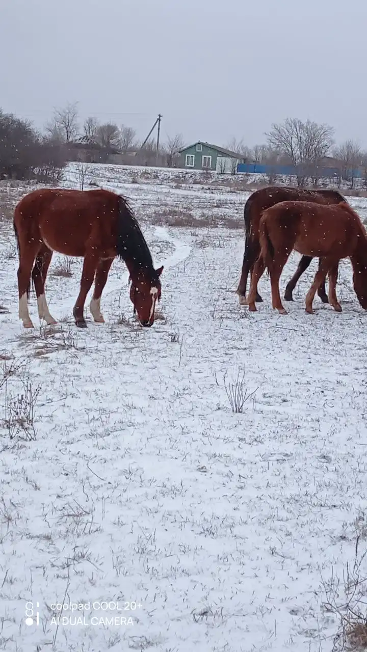 Продажа жеребят разного возраста