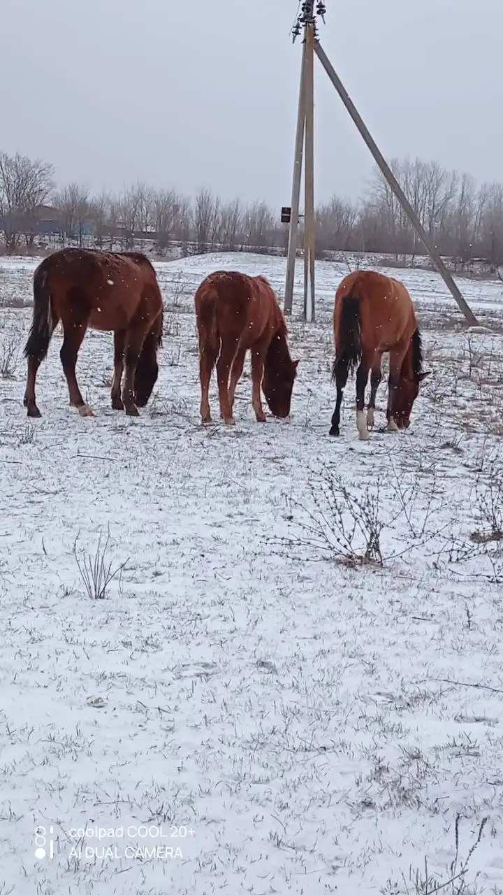 Продажа жеребят разного возраста