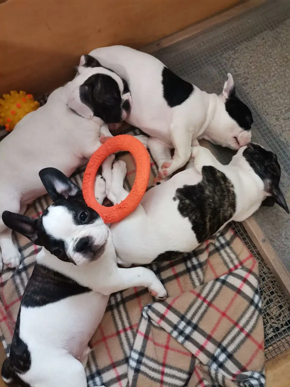 Продаются щенки французского бульдога