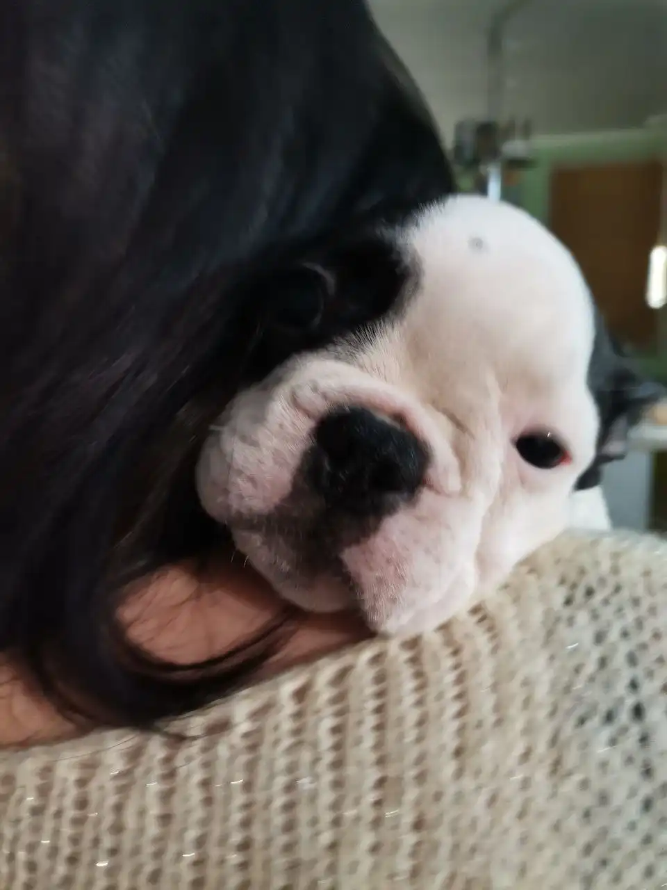 Продаются щенки французского бульдога