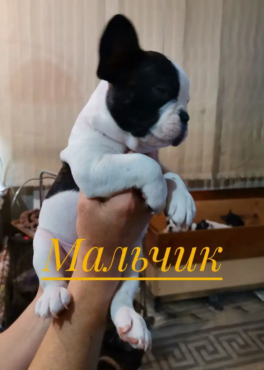Продаются щенки французского бульдога