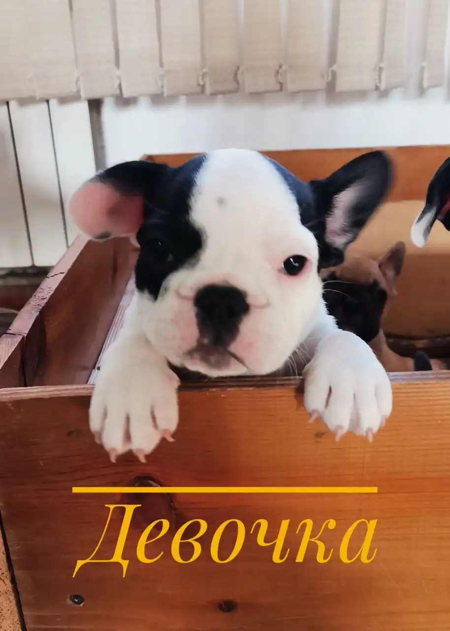 Продаются щенки французского бульдога