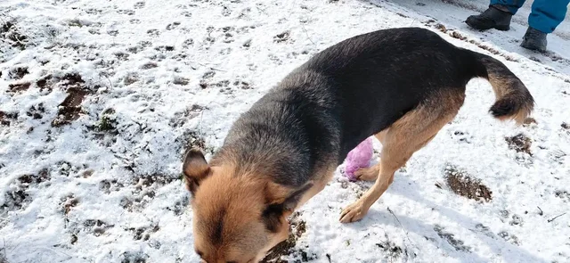 Ищут дом для мамы и щенков - Товары для животных в Волгоград