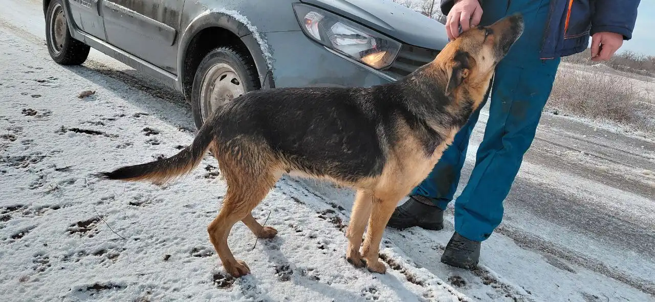 Ищут дом для мамы и щенков - Собаки (Животные) в Волгоград