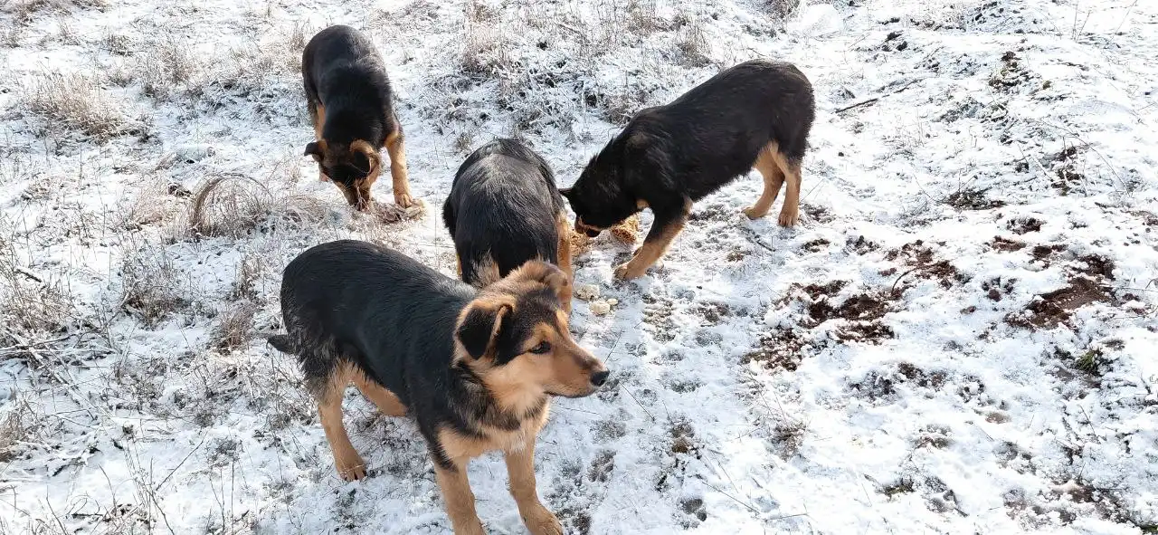 Ищут дом для мамы и щенков - Собаки (Животные) в Волгоград