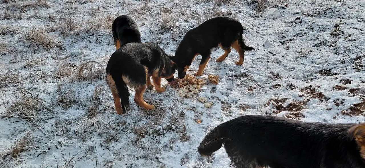 Ищут дом для мамы и щенков - Собаки (Животные) в Волгоград