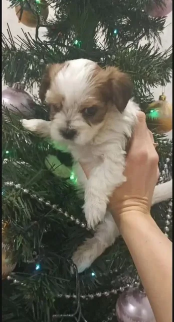 Щенки бивер-йоркширского терьера - Благотворительность в Волгоград