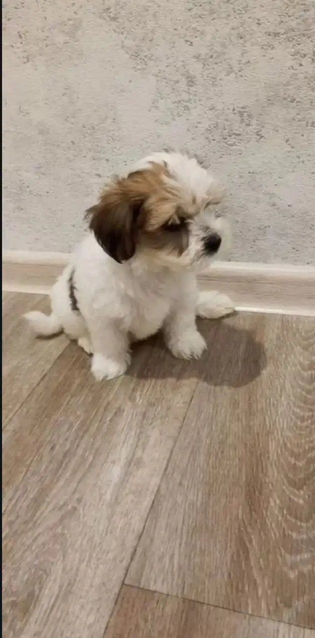 Щенки бивер-йоркширского терьера - Собаки (Животные) в Волгоград