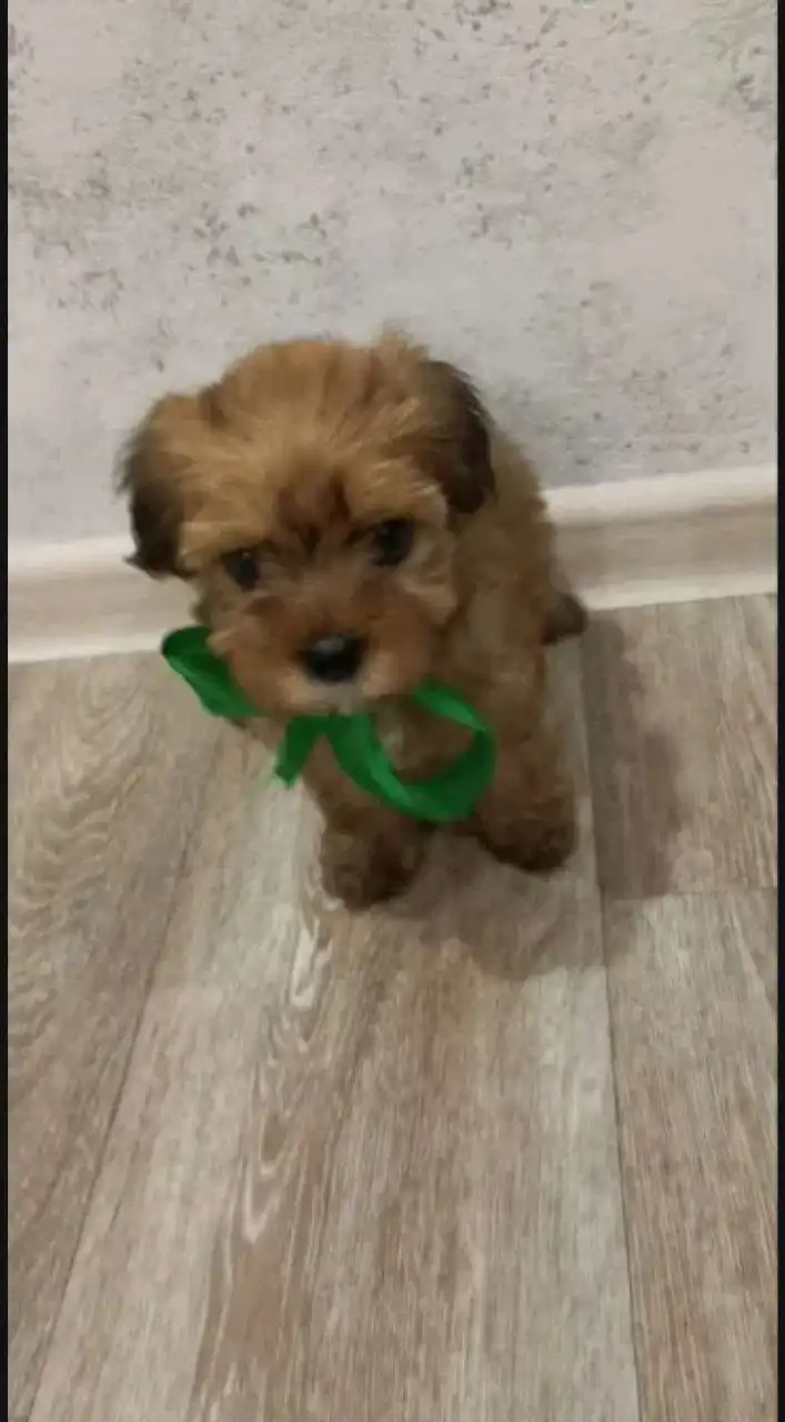 Щенки бивер-йоркширского терьера - Собаки (Животные) в Волгоград