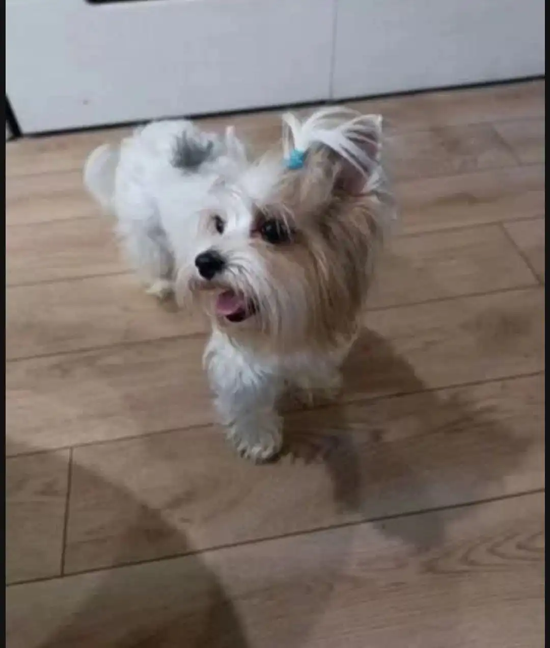 Щенки бивер-йоркширского терьера - Собаки (Животные) в Волгоград