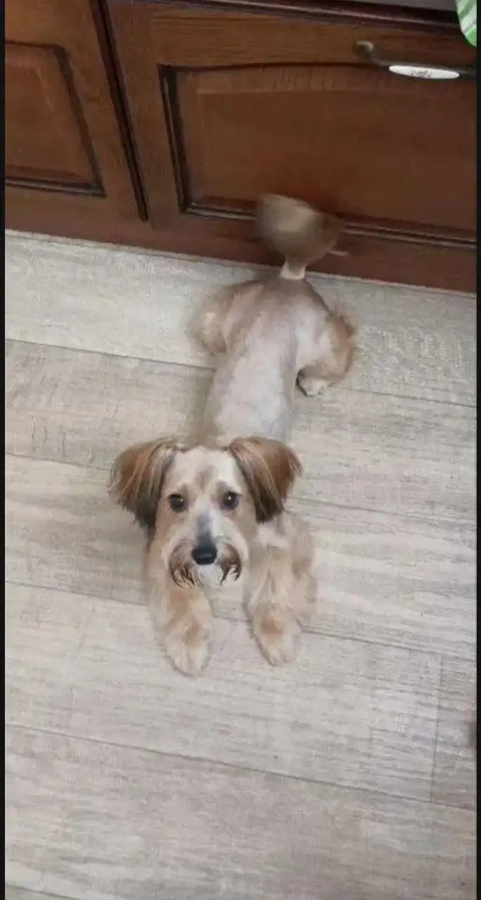 Щенки бивер-йоркширского терьера - Собаки (Животные) в Волгоград