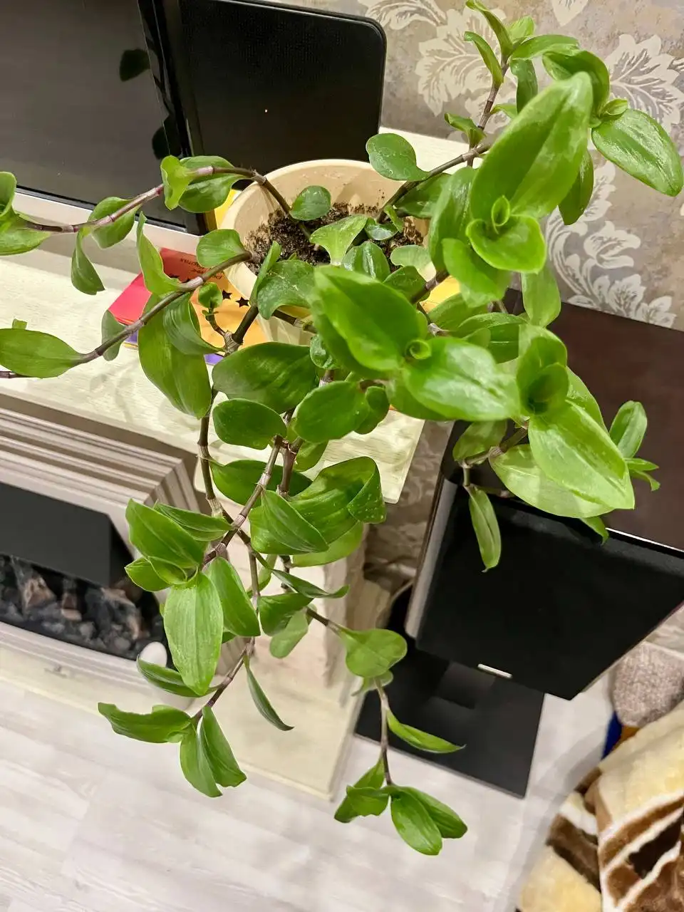 Традесканция взрослое растение в горшке - Растения (Хобби и отдых) в Волгоград