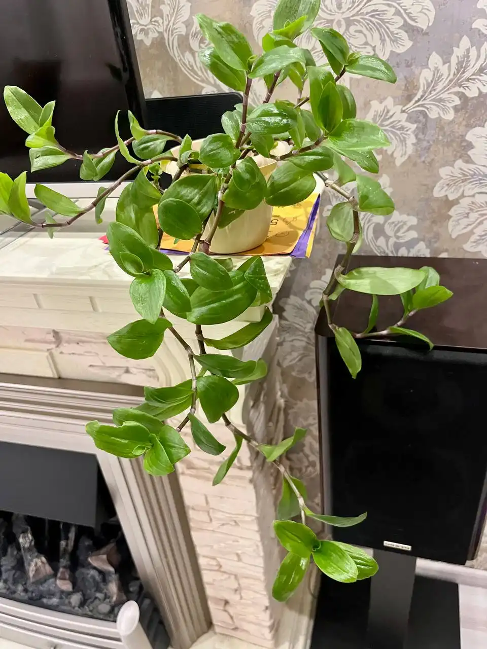 Традесканция взрослое растение в горшке - Растения (Хобби и отдых) в Волгоград