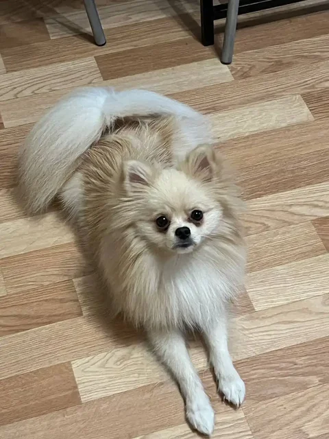 Продажа померанского шпица - частное объявление в Волгоград