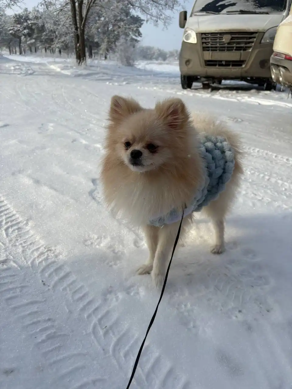 Продажа померанского шпица - Собаки (Животные) в Волгоград