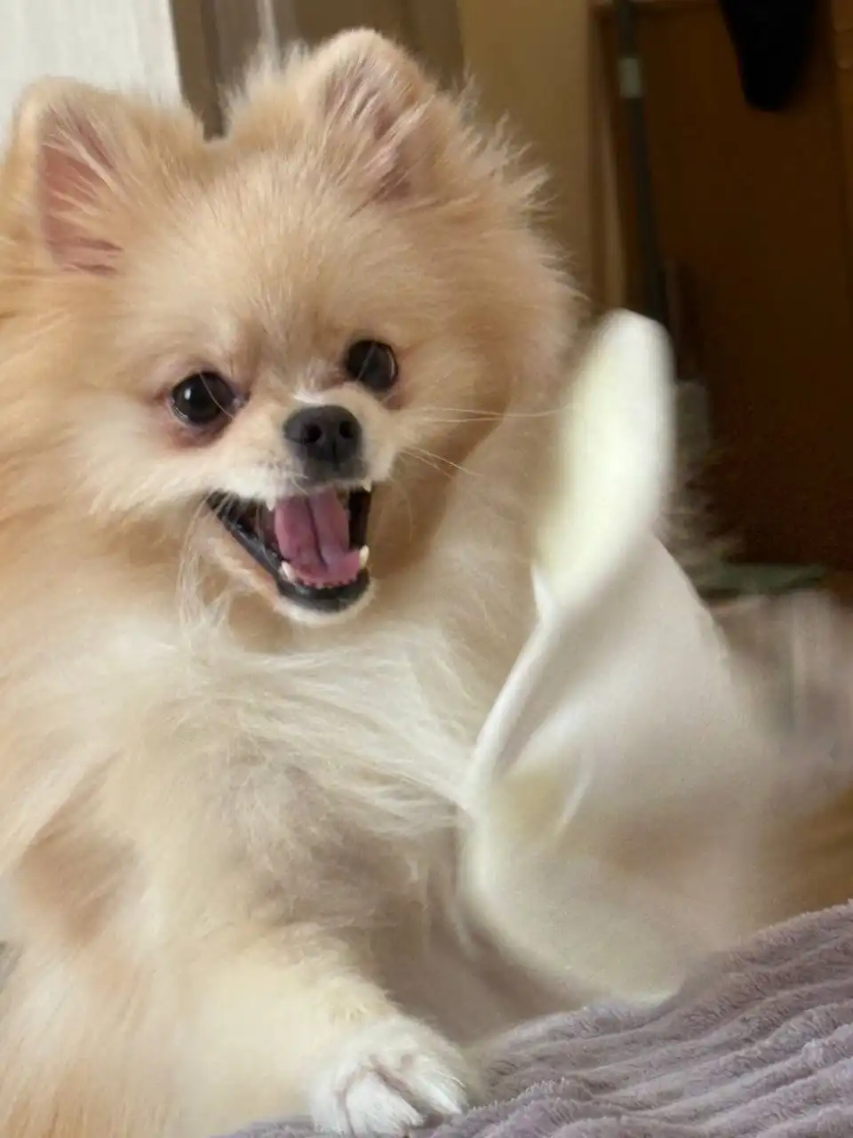 Продажа померанского шпица - Собаки (Животные) в Волгоград