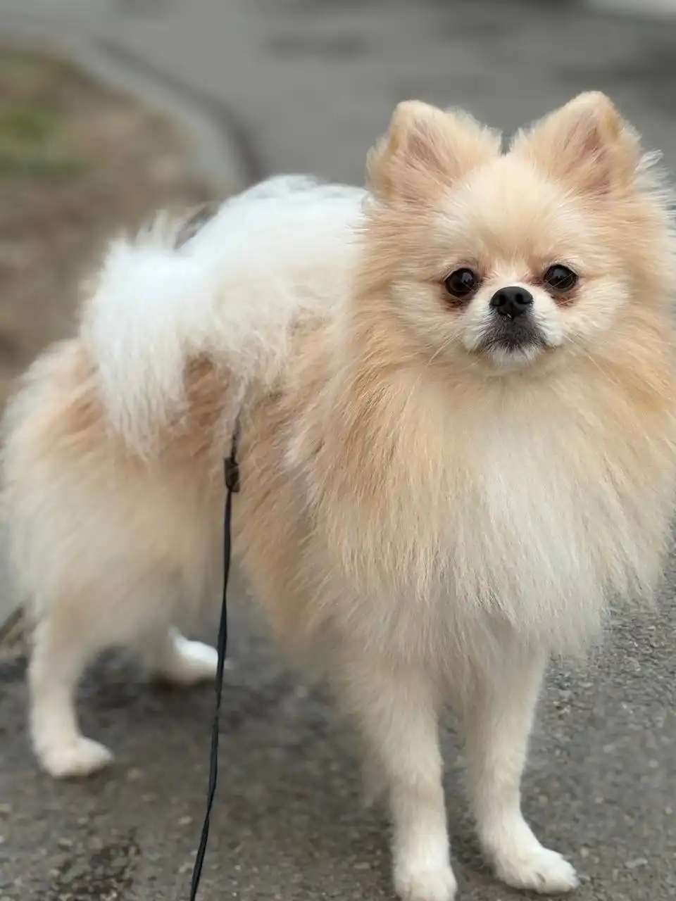 Продажа померанского шпица - Собаки (Животные) в Волгоград