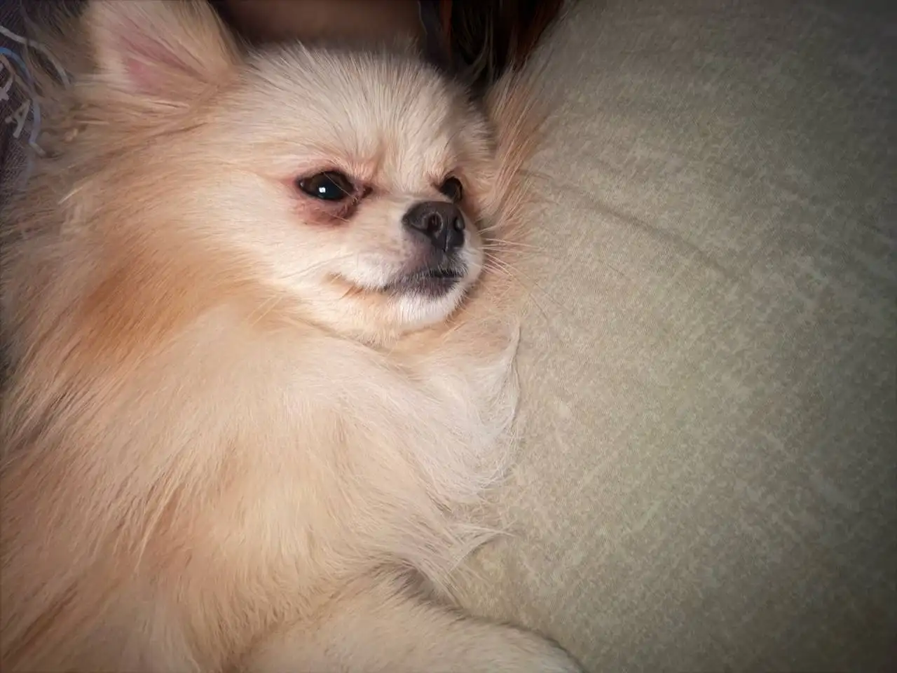 Продажа померанского шпица - Собаки (Животные) в Волгоград