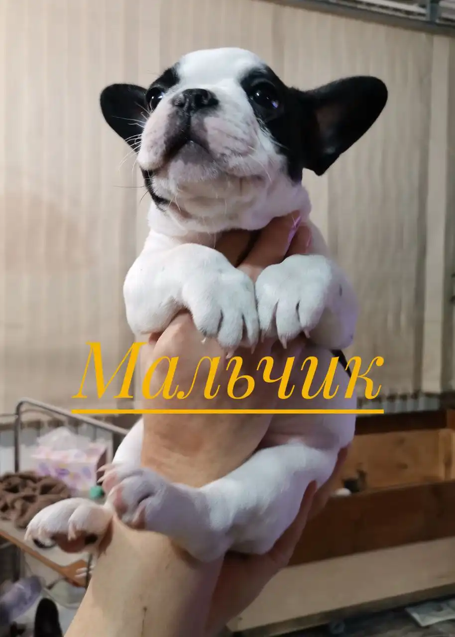 Продаются высокопородистые щенки французского бульдога - Собаки (Животные) в Волгоград