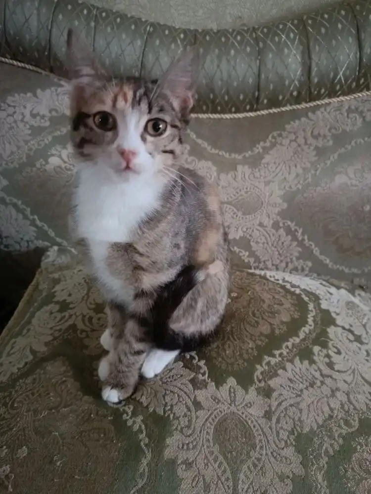 4-х месячная кошечка ищет дом и семью - Кошки (Животные) в Волгоград