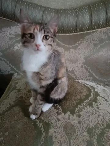 4-х месячная кошечка ищет дом и семью - Животные в Волгоград