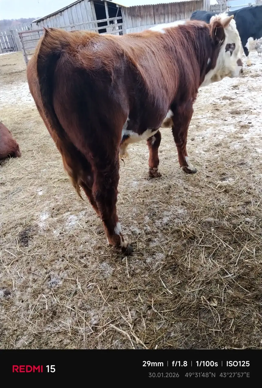 Продажа двух бычков 1 год 7 месяцев - Сельскохозяйственные животные (Животные) в Фроловский район