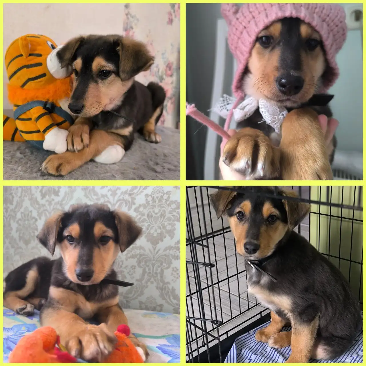 Щенки в добрые руки: Сэмик и Лапка - Собаки (Животные) в Волгоград