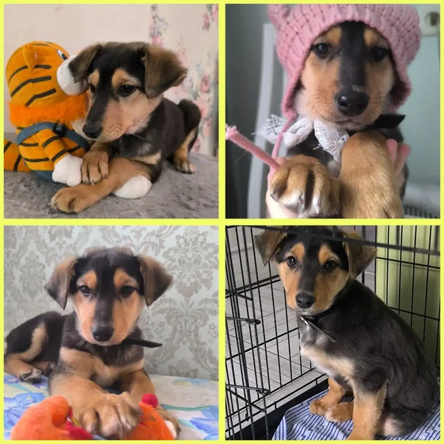 Щенки в добрые руки: Сэмик и Лапка - Животные в Волгоград