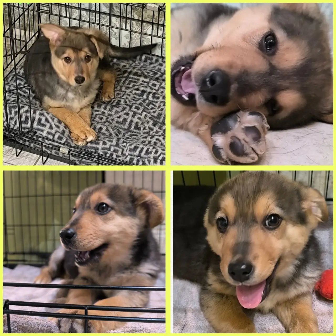 Щенки в добрые руки: Сэмик и Лапка - Собаки (Животные) в Волгоград