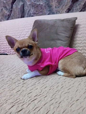 Ищу жениха для чихуахуа - Животные в Волгоград