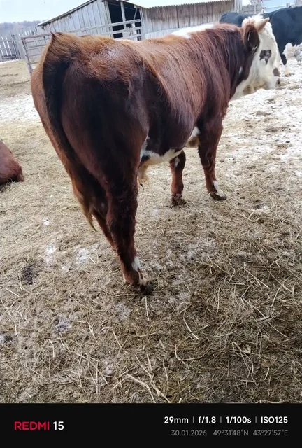 Продажа бычков 1 год 7 месяцев - частное объявление в Фроловский район