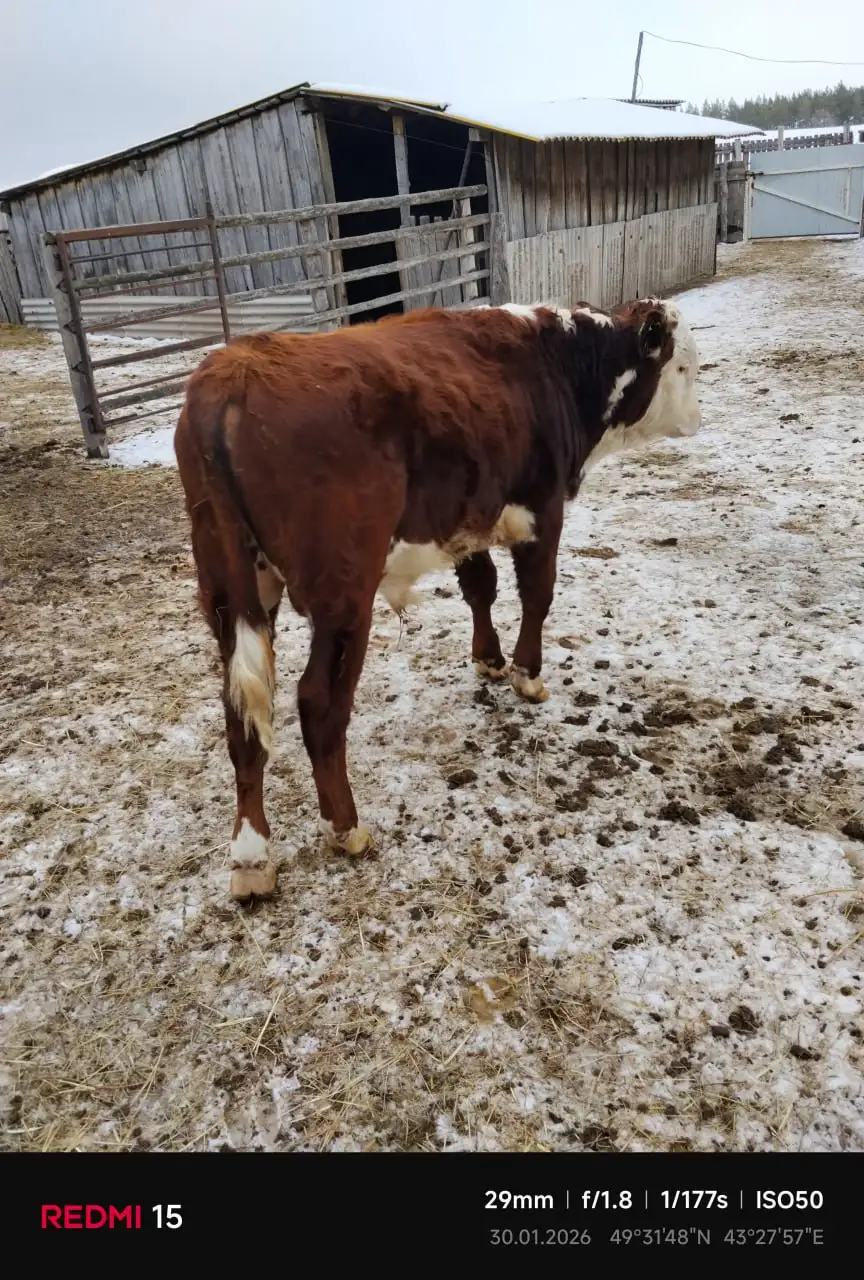 Продажа бычков 1 год 7 месяцев - Скот (Животные) в Фроловский район