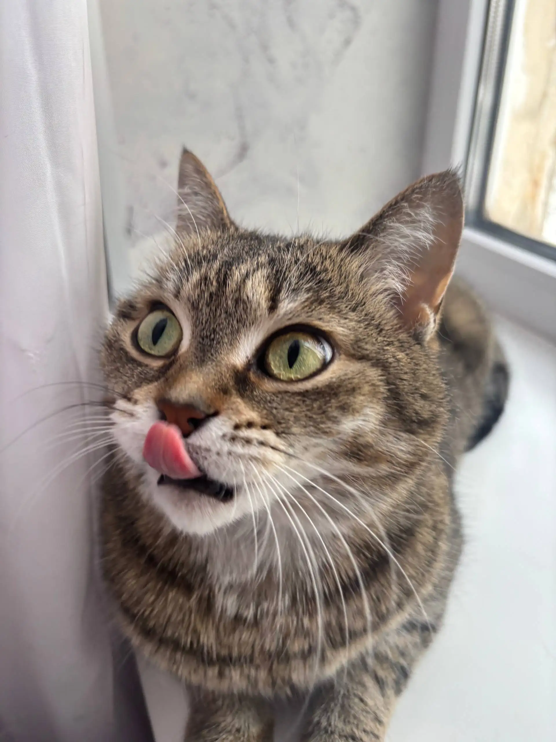 Продажа кошки породы бурмалдатская немецкая дикая - Кошки (Животные) в Волгоград