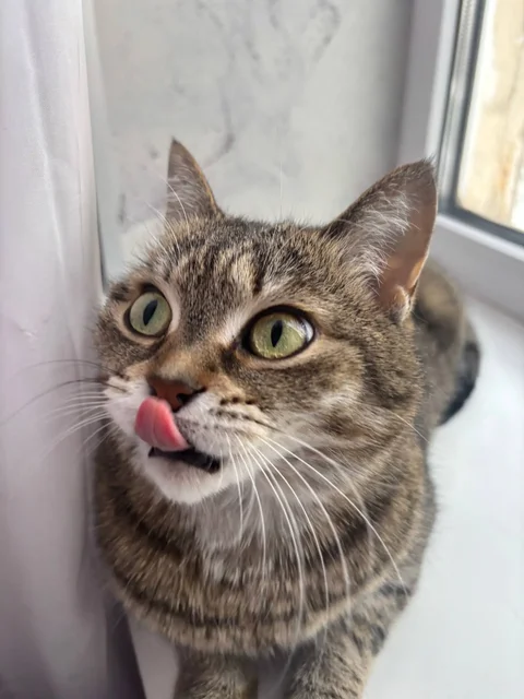 Продажа кошки породы бурмалдатская немецкая дикая - Кошки/Котята в Волгоград