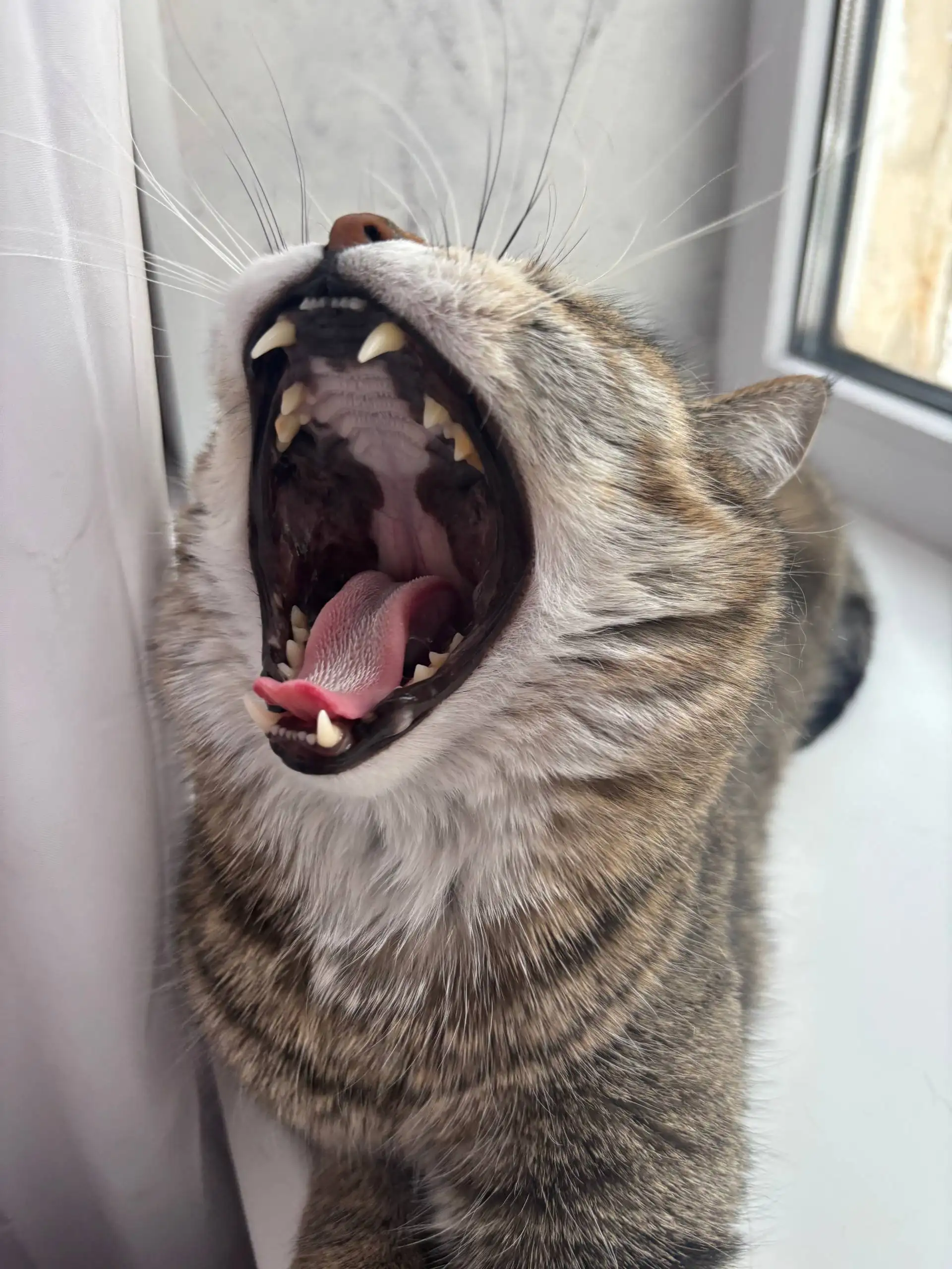 Продажа кошки породы бурмалдатская немецкая дикая - Кошки (Животные) в Волгоград