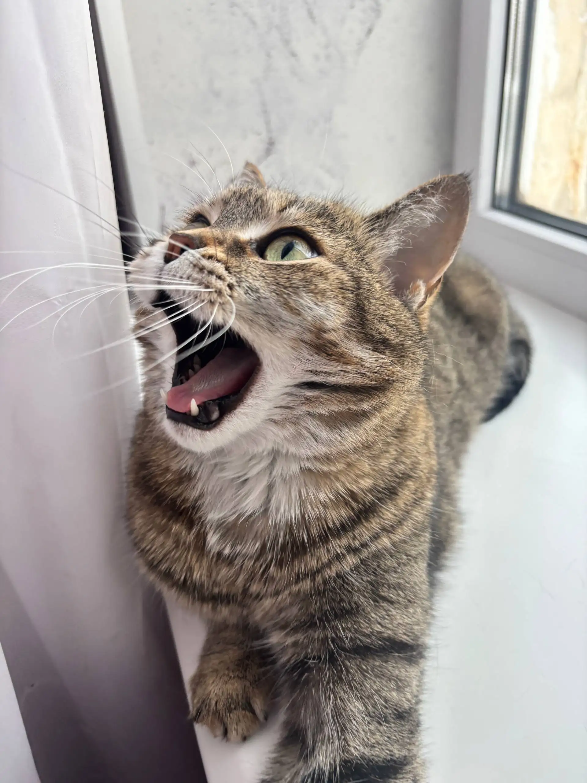 Продажа кошки породы бурмалдатская немецкая дикая - Кошки (Животные) в Волгоград