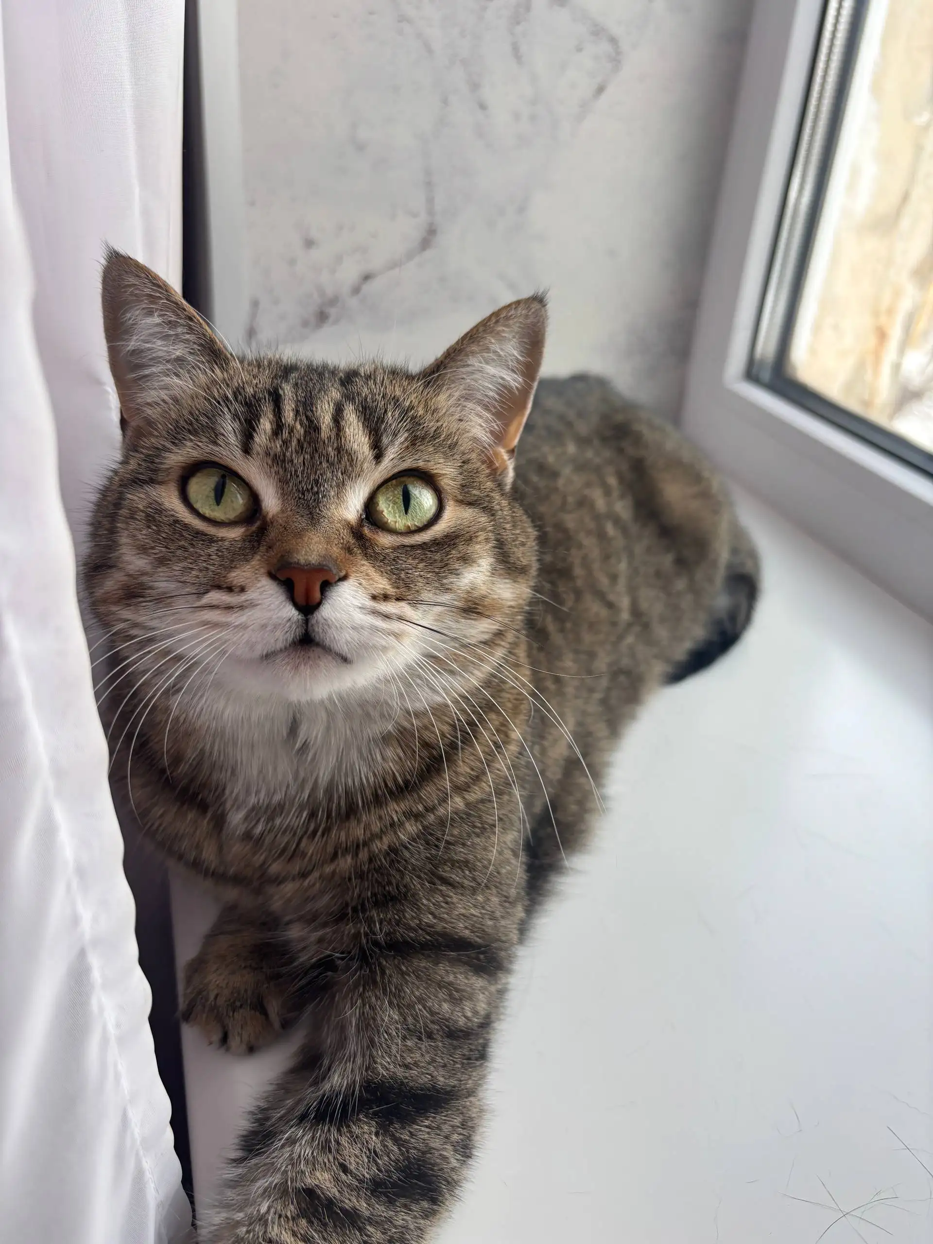 Продажа кошки породы бурмалдатская немецкая дикая - Кошки (Животные) в Волгоград