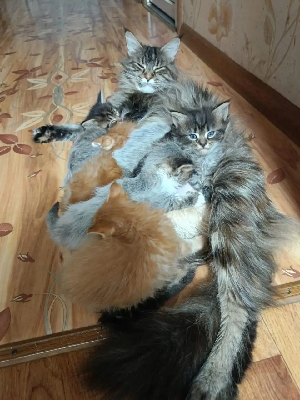 Продажа котят редкой породы - Кошки/Котята (Животные) в Волгоград