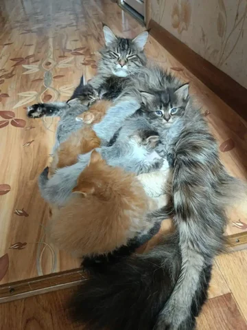 Продажа котят редкой породы - Кошки/Котята в Волгоград