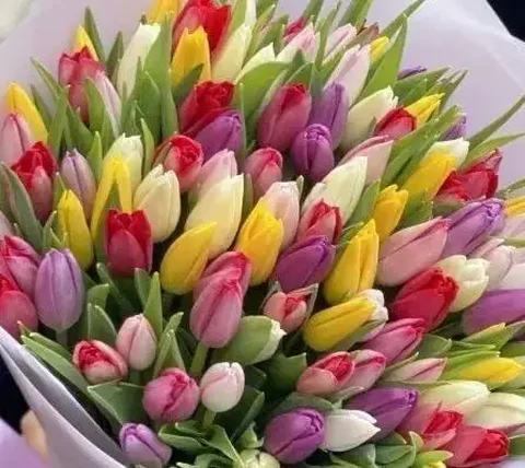 Предзаказ тюльпанов к 8 марта - Клетки для животных в Волгоград