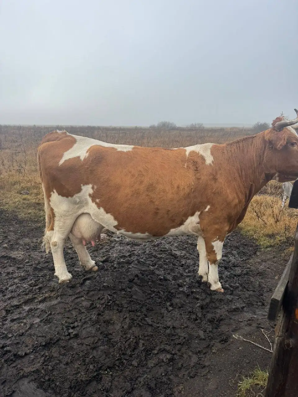 Покупка сельскохозяйственных животных - Сельскохозяйственные (Животные) в Волгоград
