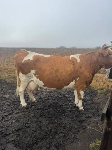 Покупка сельскохозяйственных животных - Благотворительность в Волгоград