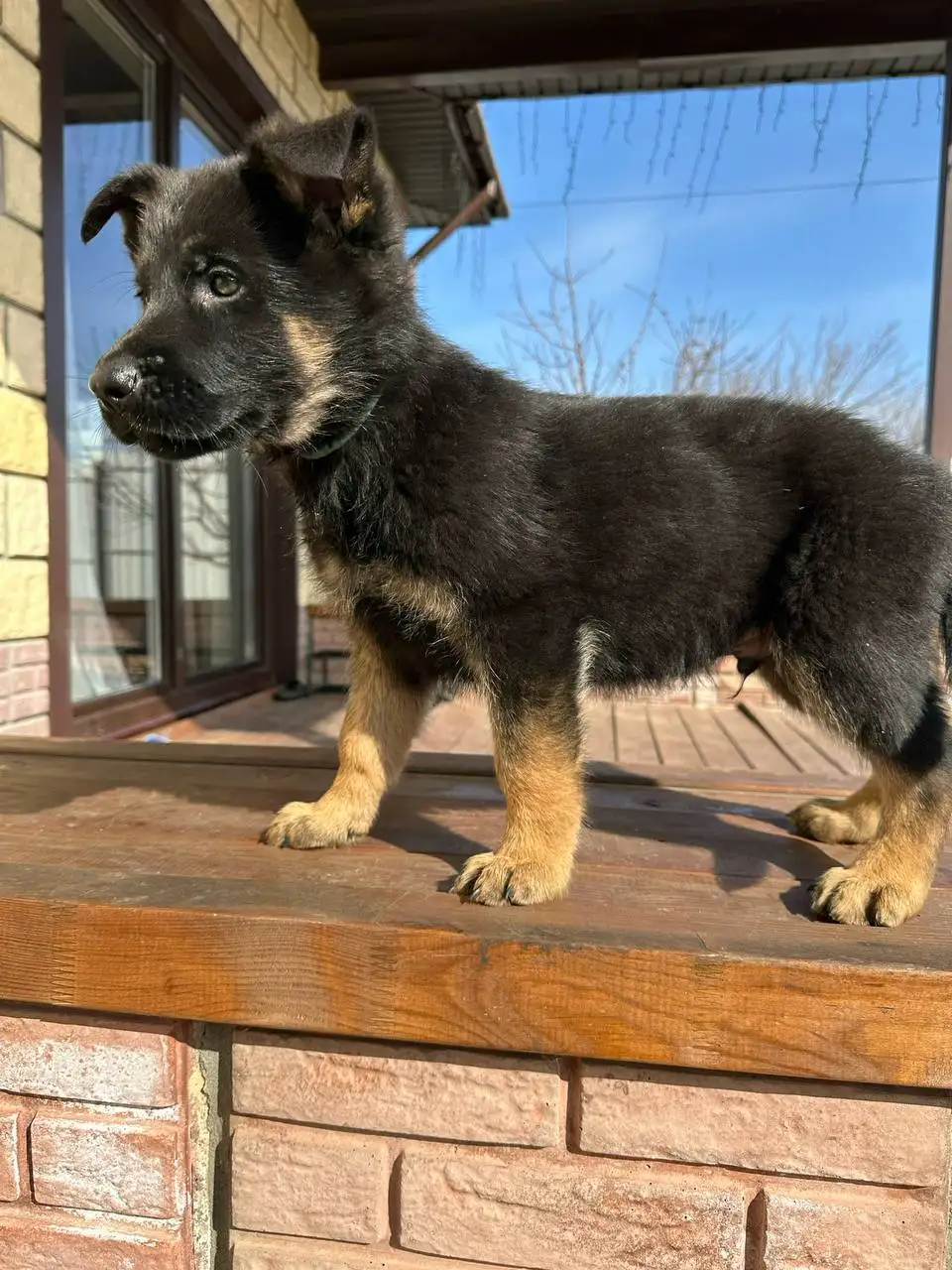 Щенки немецкой овчарки - Собаки (Животные) в Волгоград