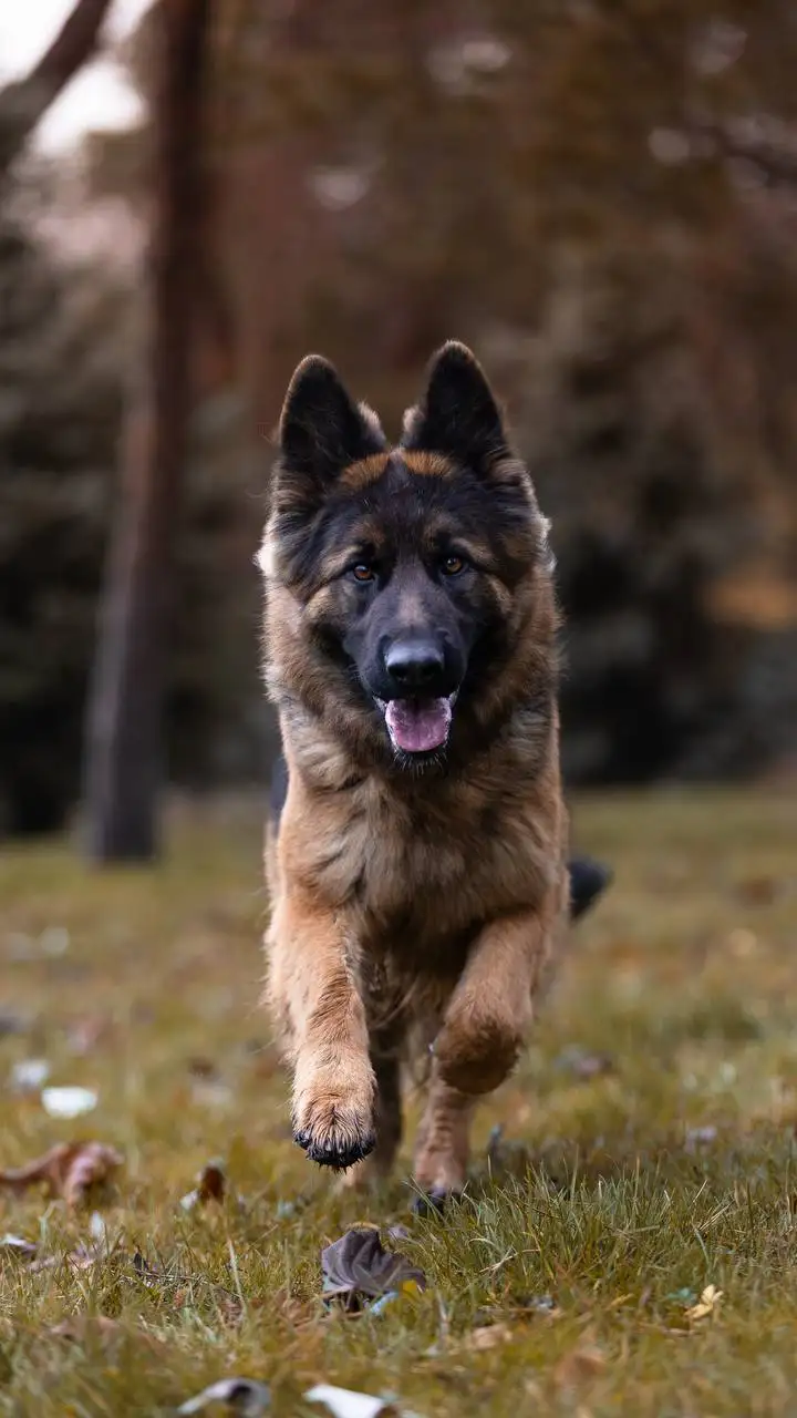 Щенки немецкой овчарки - Собаки (Животные) в Волгоград