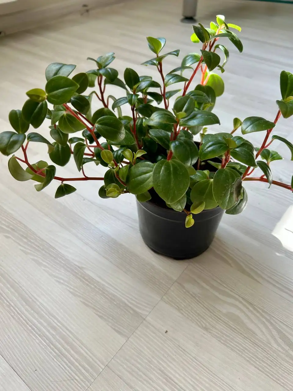 Продажа пеперомии в Дзержинском районе - Растения (Хобби и отдых) в Волгоград